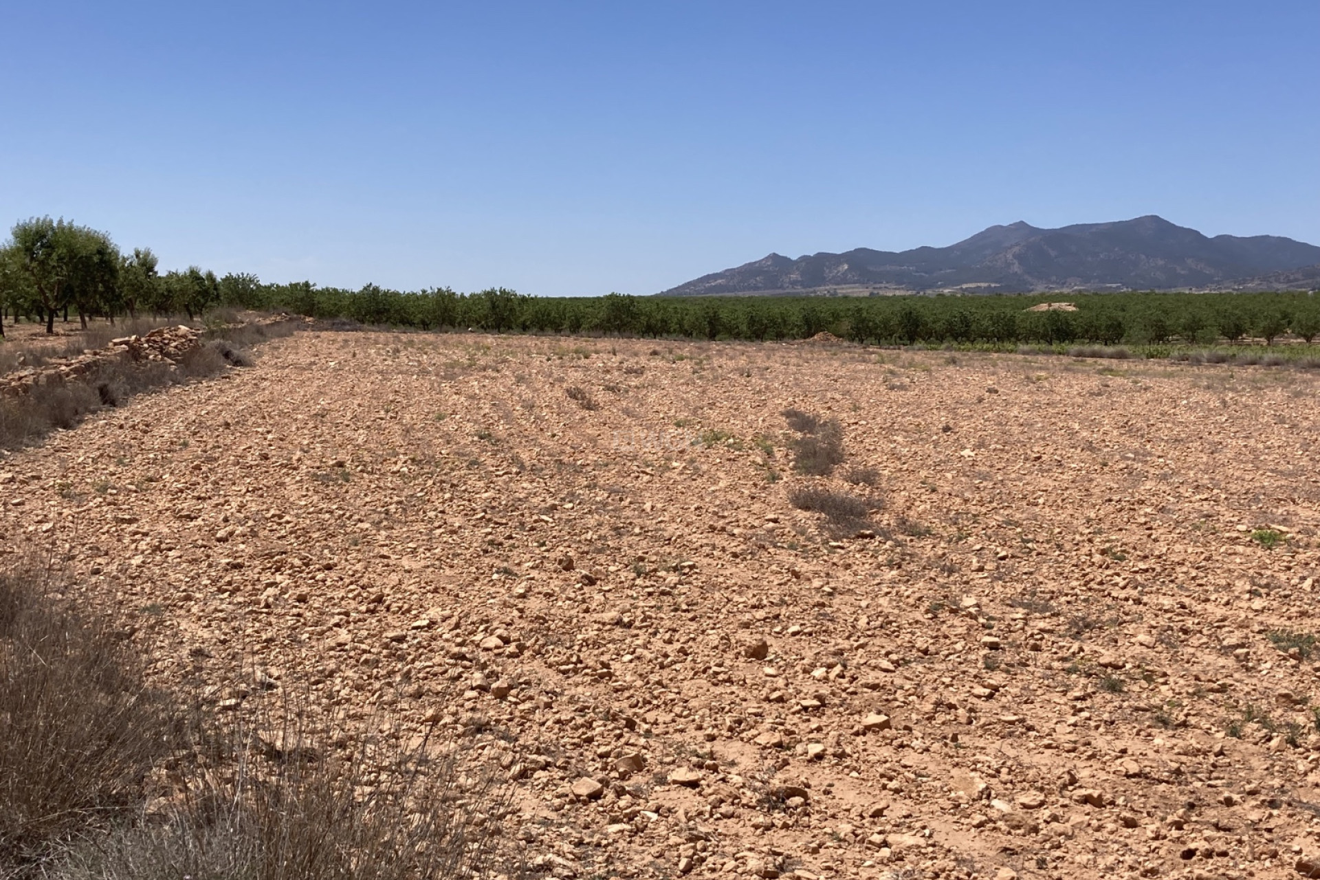 Resale - Plot / Land - Pinoso - Inland