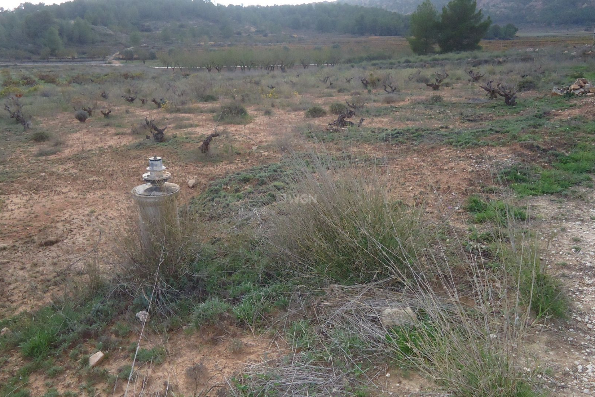 Resale - Plot / Land - Pinoso - Inland