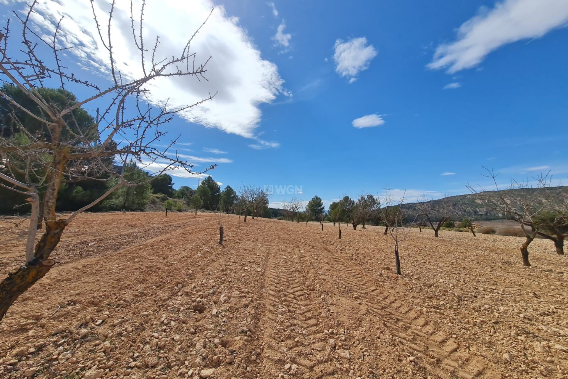 Resale - Plot / Land - Pinoso - Inland