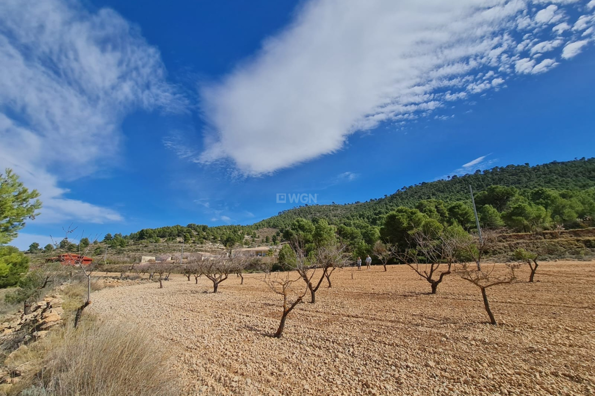 Resale - Plot / Land - Pinoso - Inland