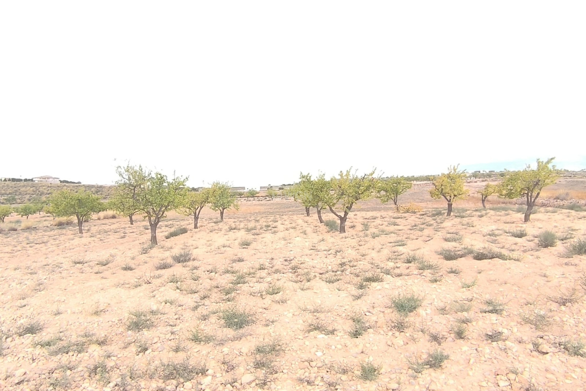 Resale - Plot / Land - Pinoso - Inland