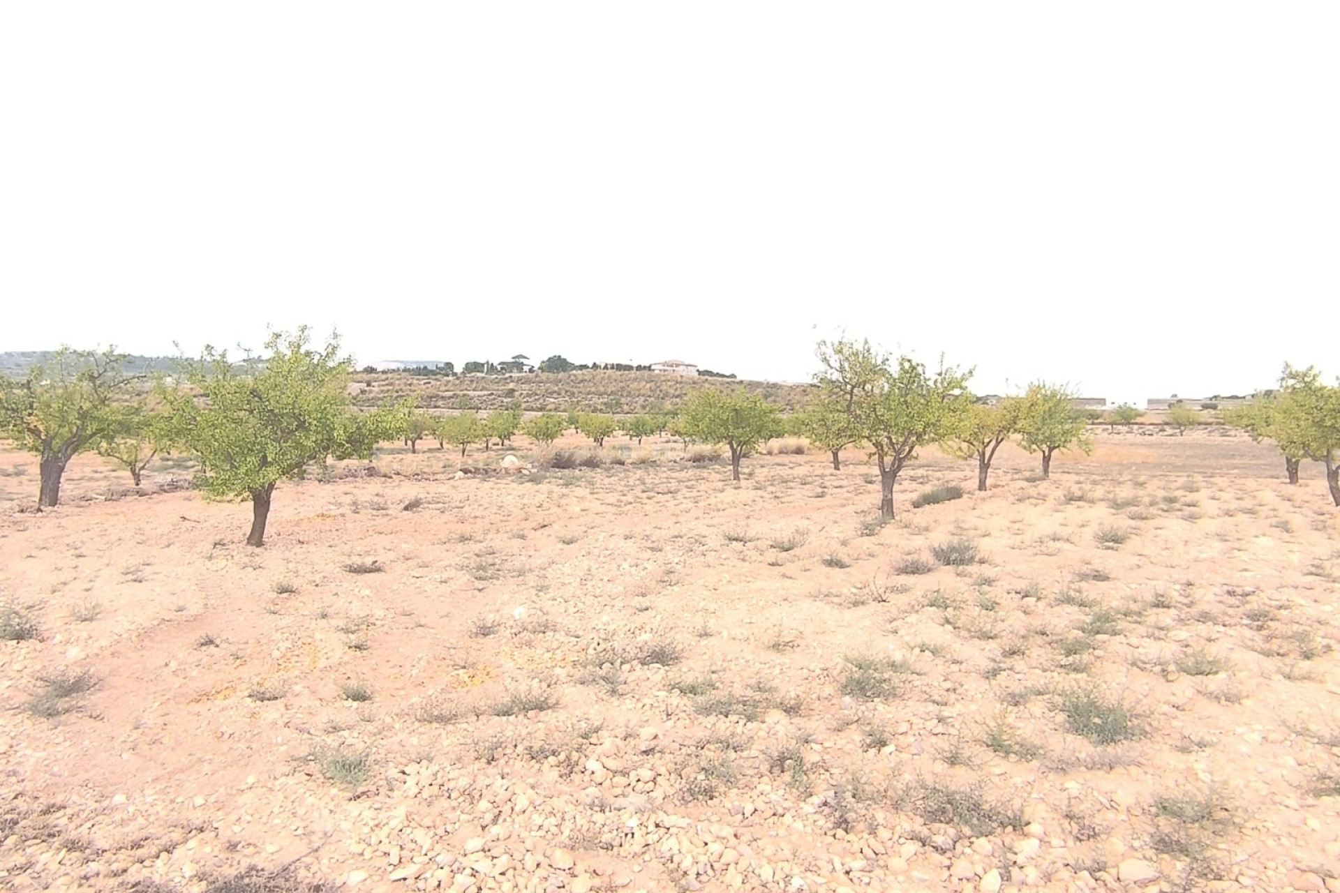 Resale - Plot / Land - Pinoso - Inland