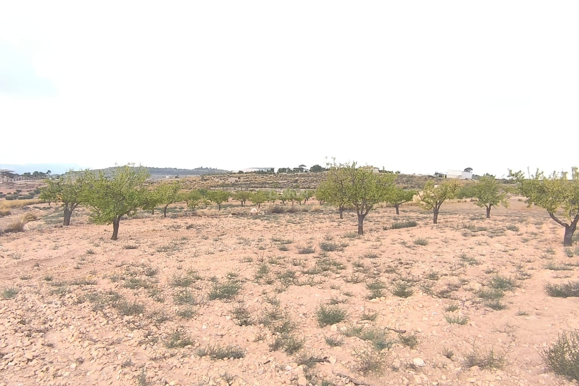 Resale - Plot / Land - Pinoso - Inland