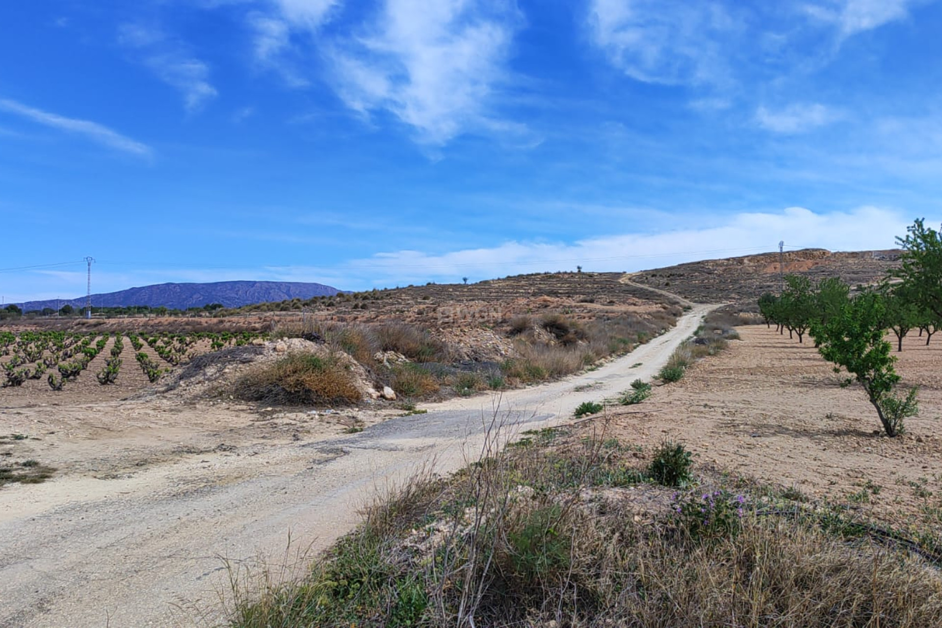 Resale - Plot / Land - Pinoso - Inland