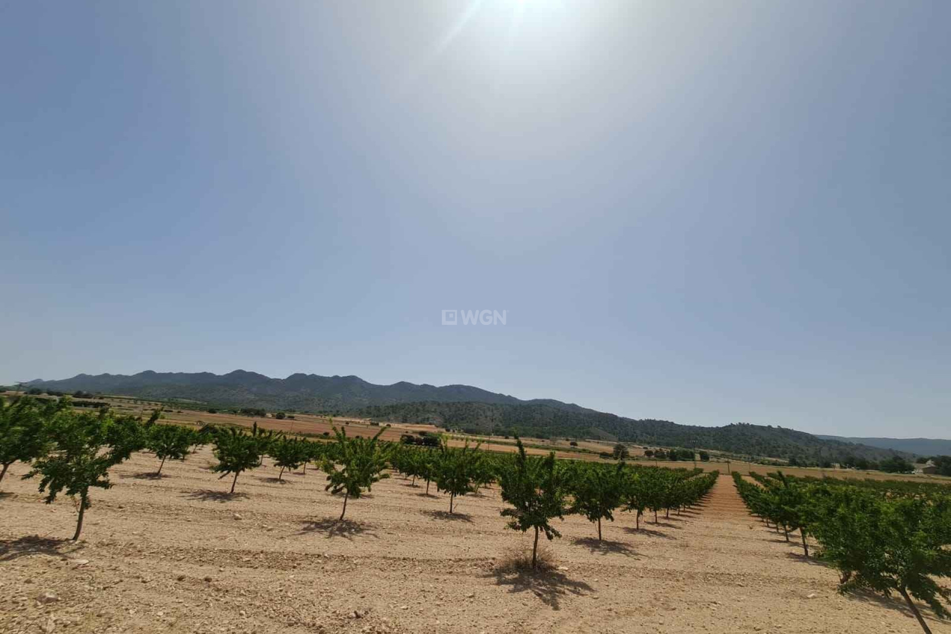 Resale - Plot / Land - Yecla - Inland