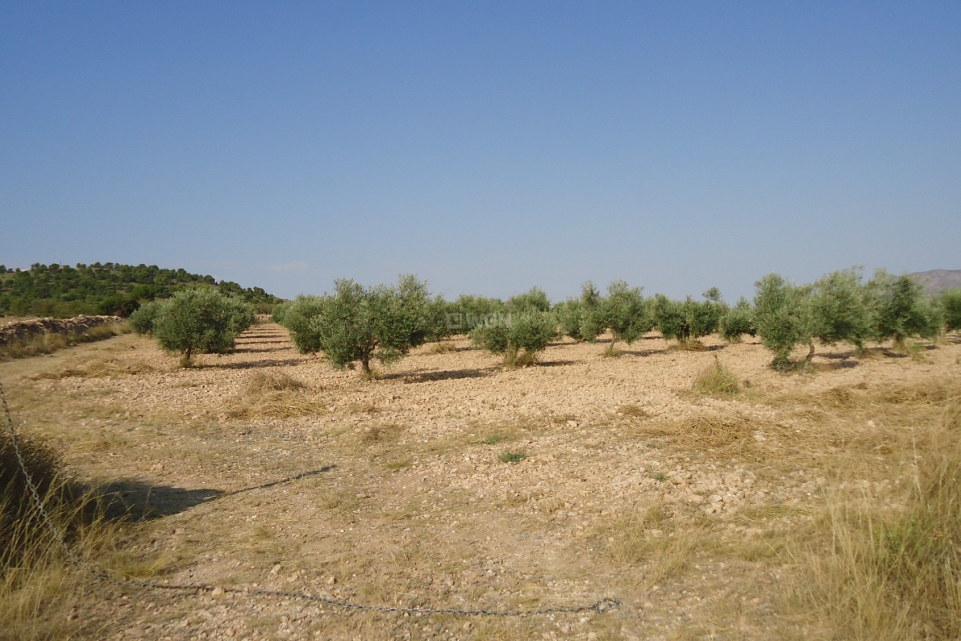 Resale - Plot / Land - Yecla - Inland