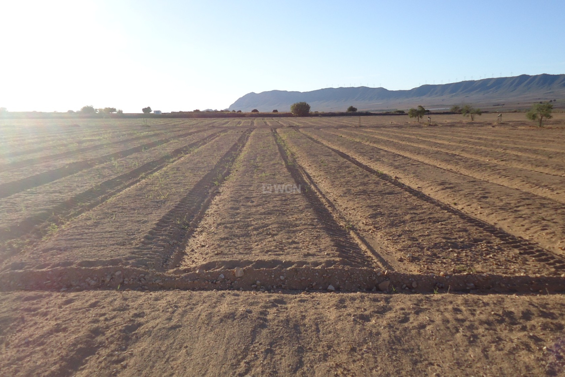 Resale - Plot / Land - Yecla - Inland