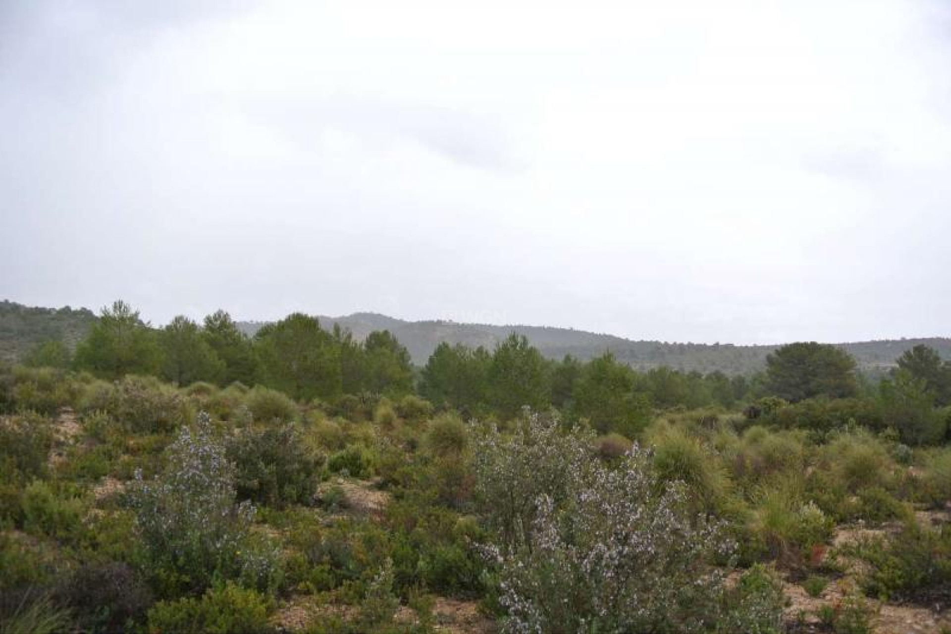 Resale - Plot / Land - Yecla - Inland
