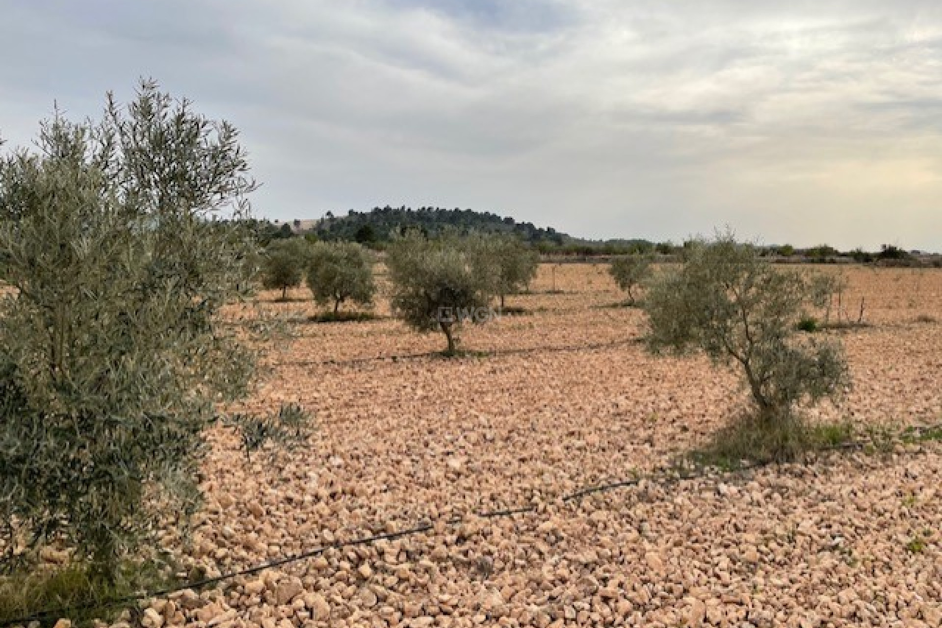 Resale - Plot / Land - Yecla - Inland