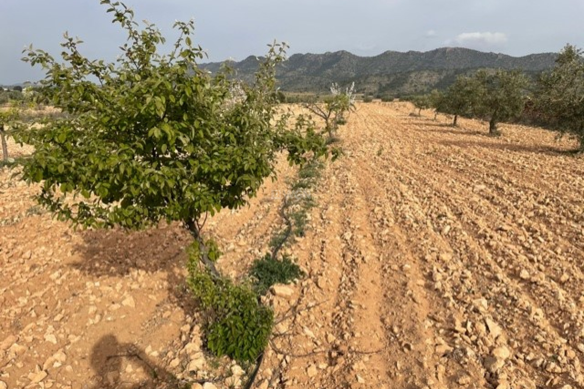 Resale - Plot / Land - Yecla - Inland