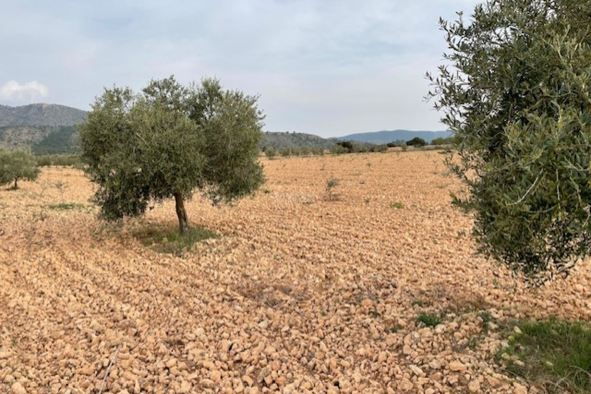 Resale - Plot / Land - Yecla - Inland