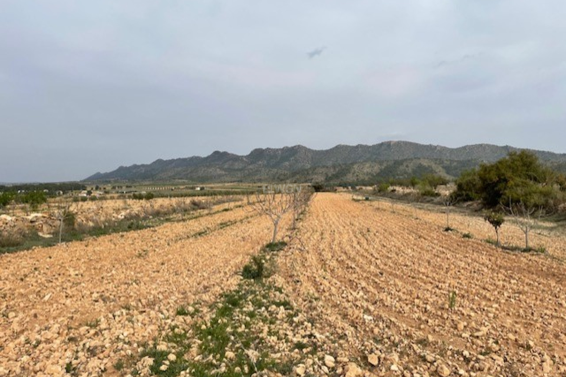 Resale - Plot / Land - Yecla - Inland