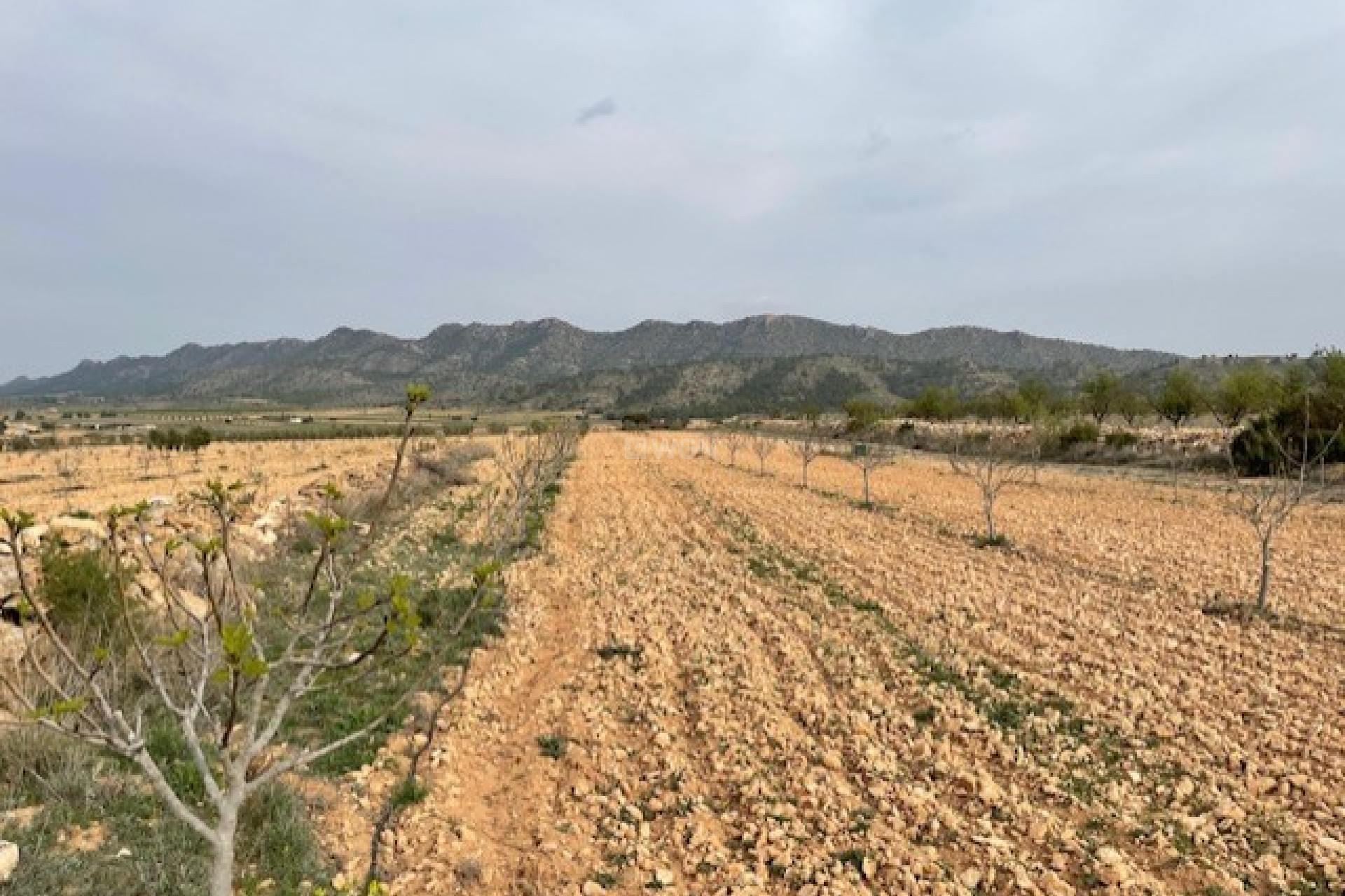 Resale - Plot / Land - Yecla - Inland