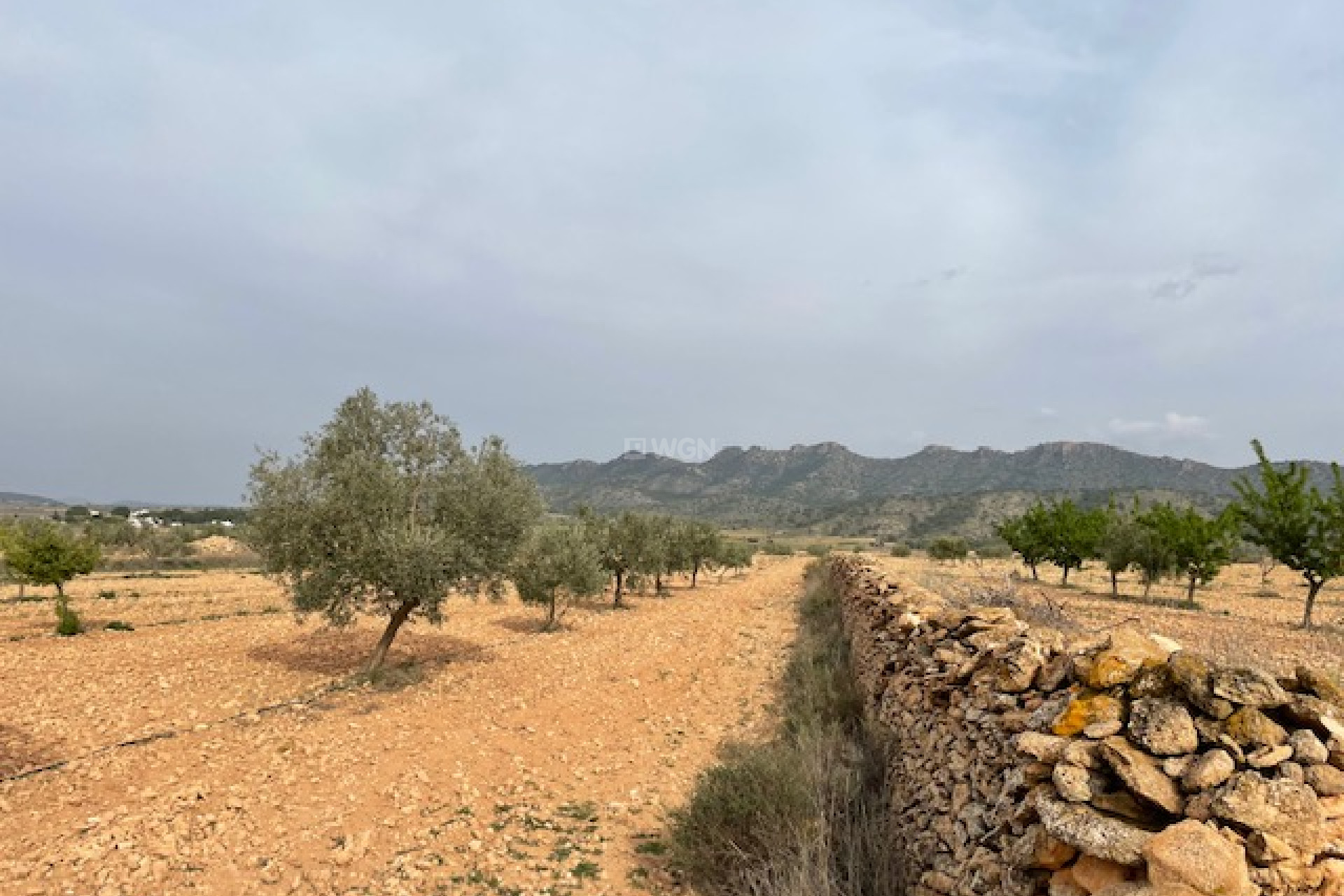 Resale - Plot / Land - Yecla - Inland