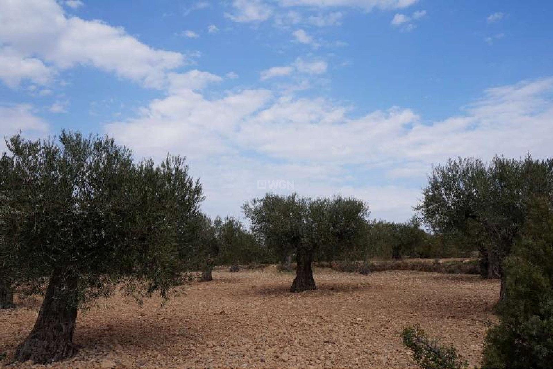 Resale - Plot / Land - Yecla - Inland