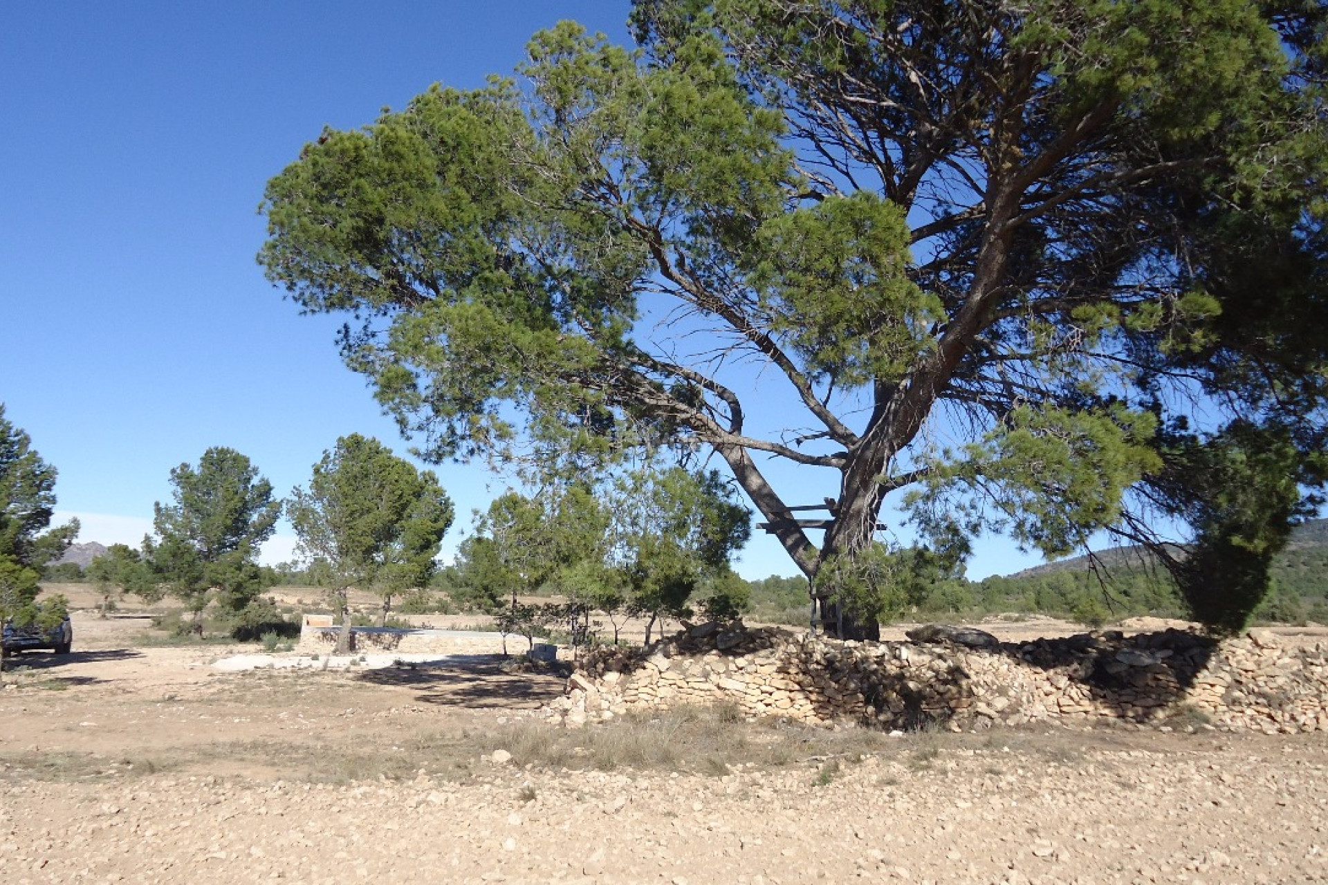 Resale - Plot / Land - Yecla - Inland