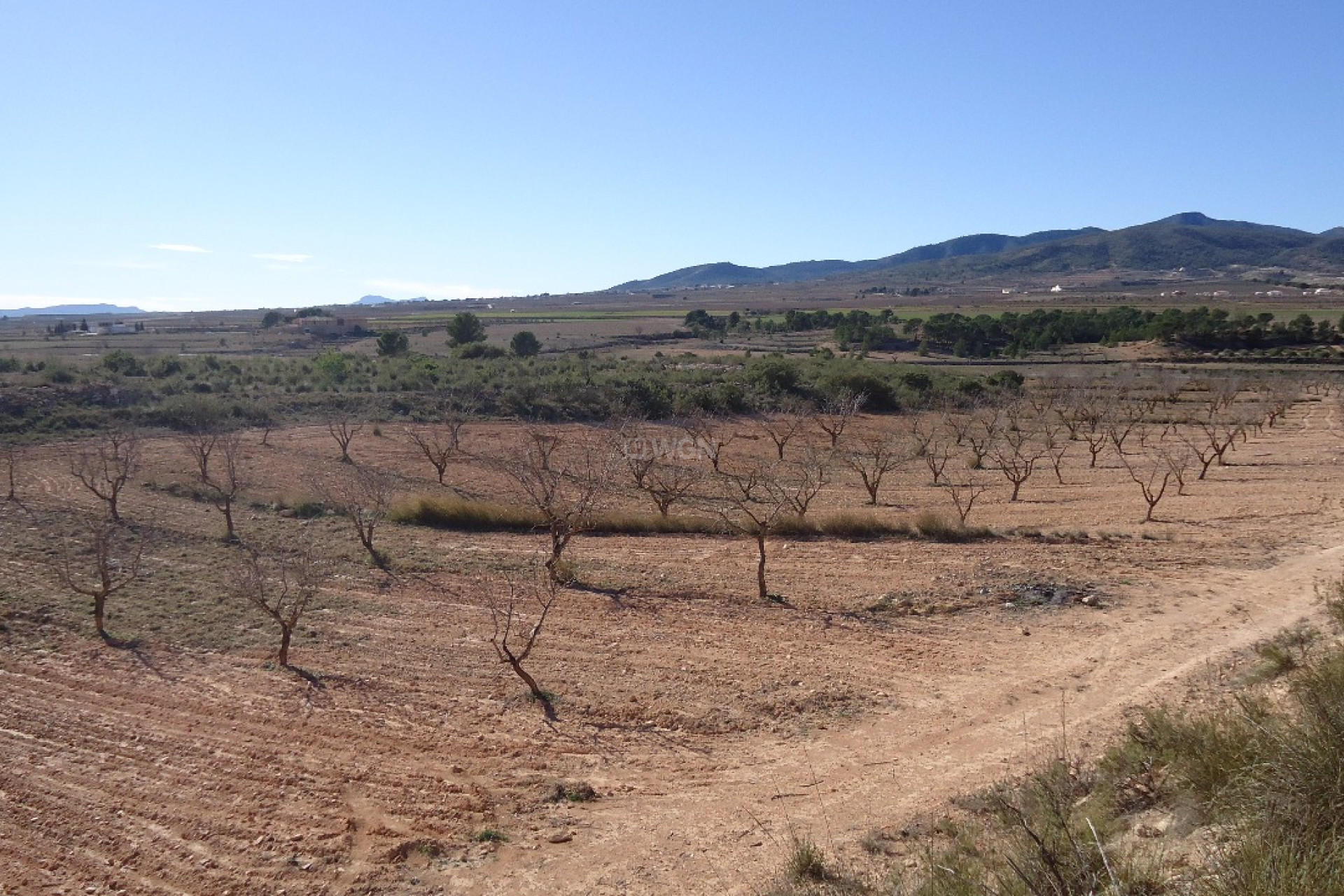 Resale - Plot / Land - Yecla - Inland