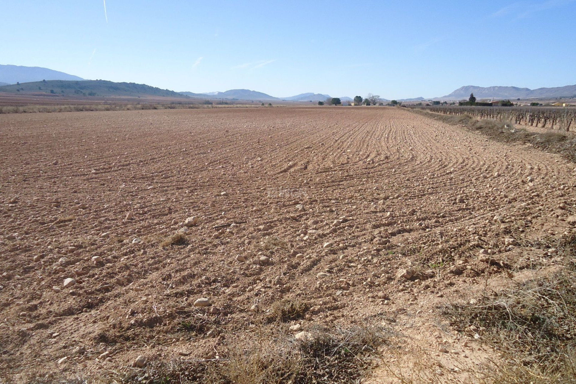 Resale - Plot / Land - Yecla - Inland