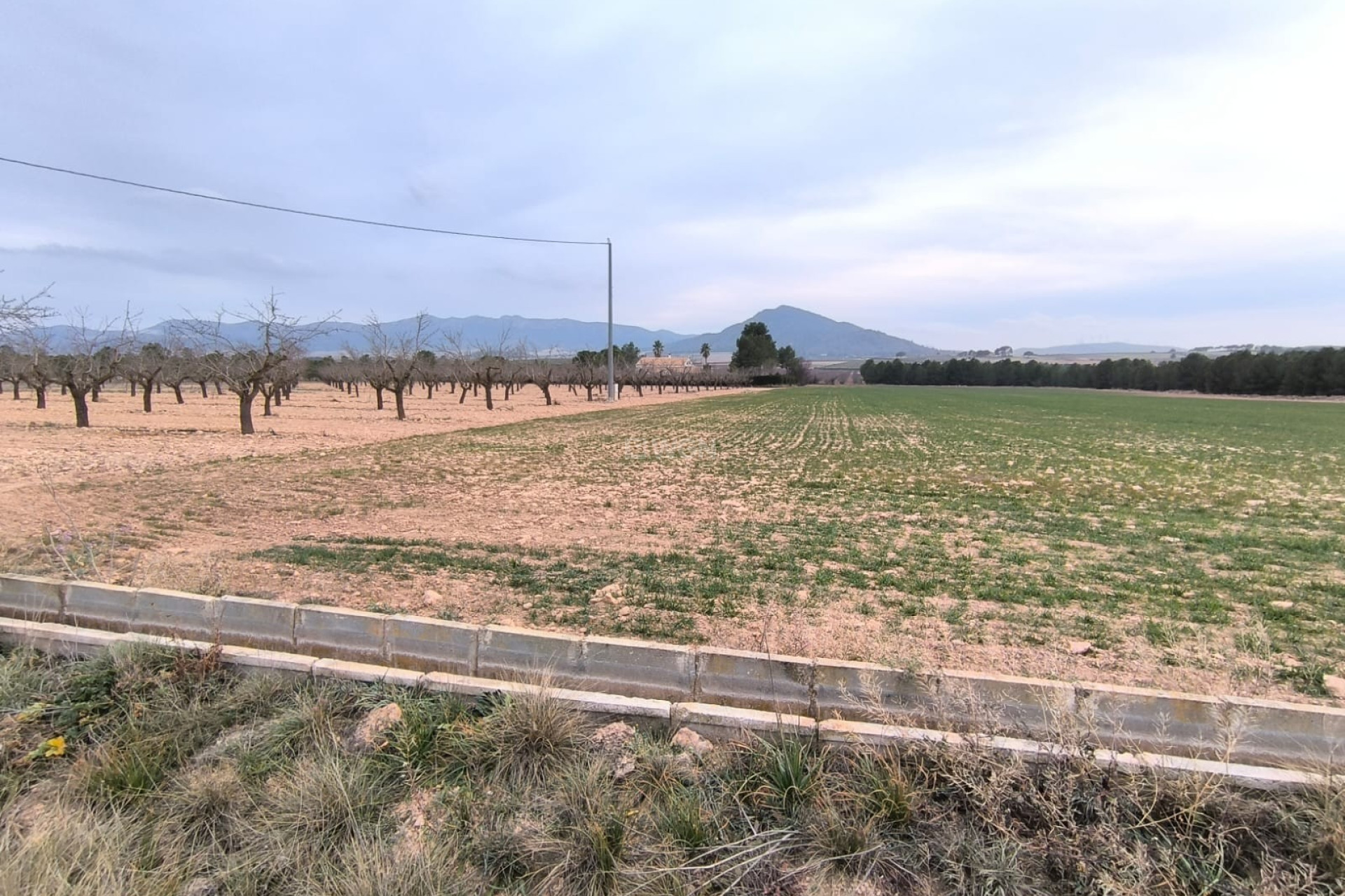 Resale - Plot / Land - Yecla - Inland