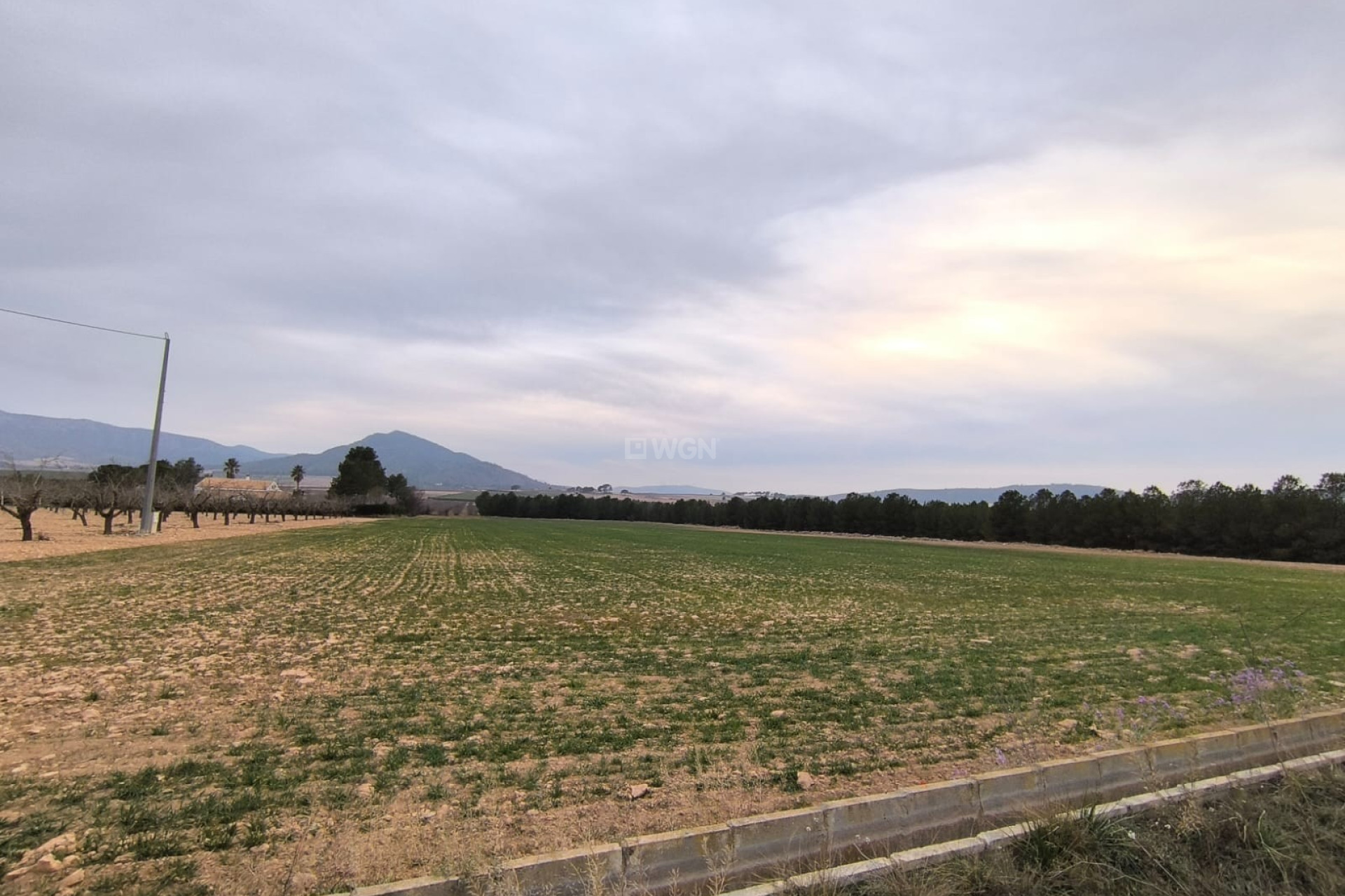 Resale - Plot / Land - Yecla - Inland