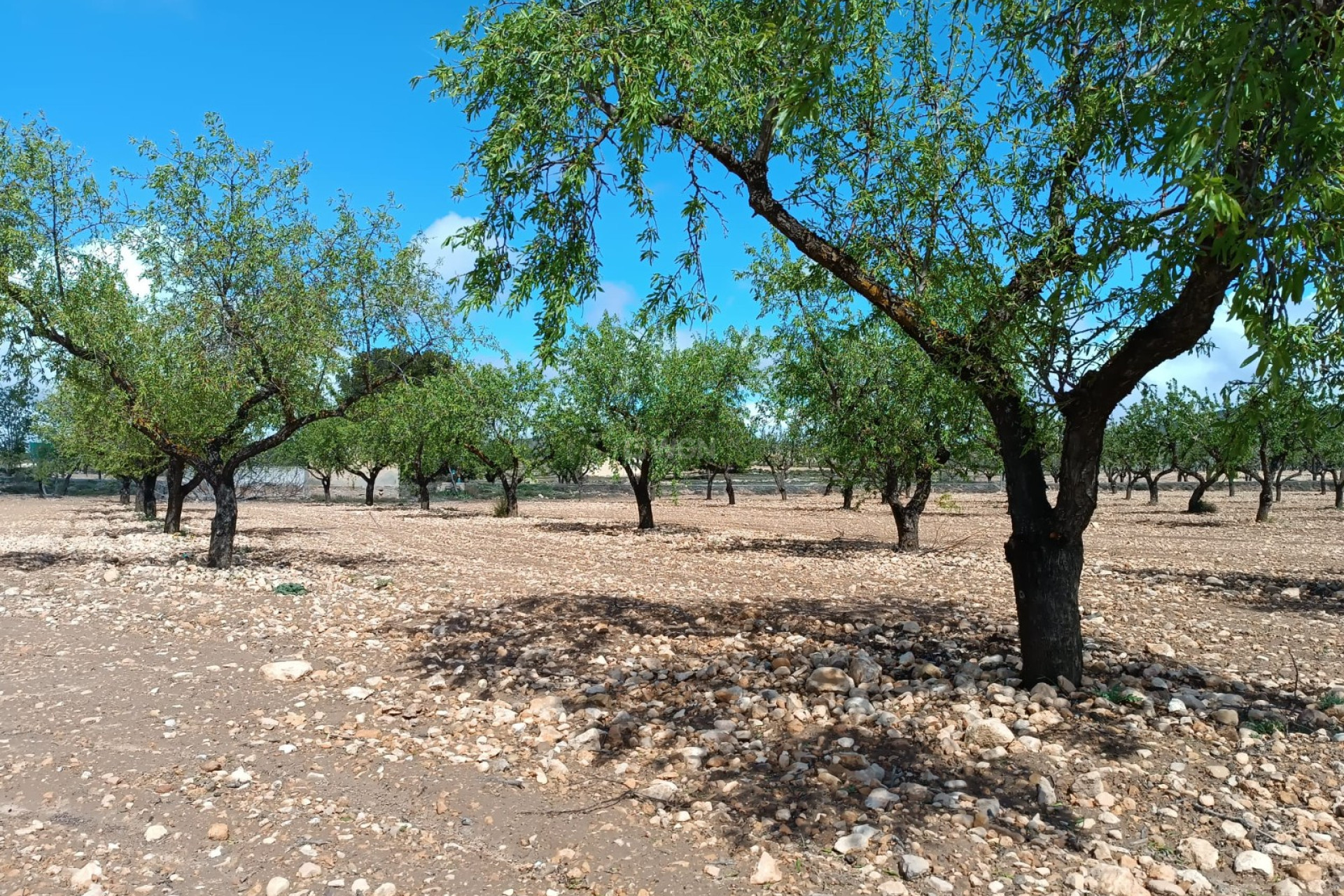 Resale - Plot / Land - Yecla - Inland