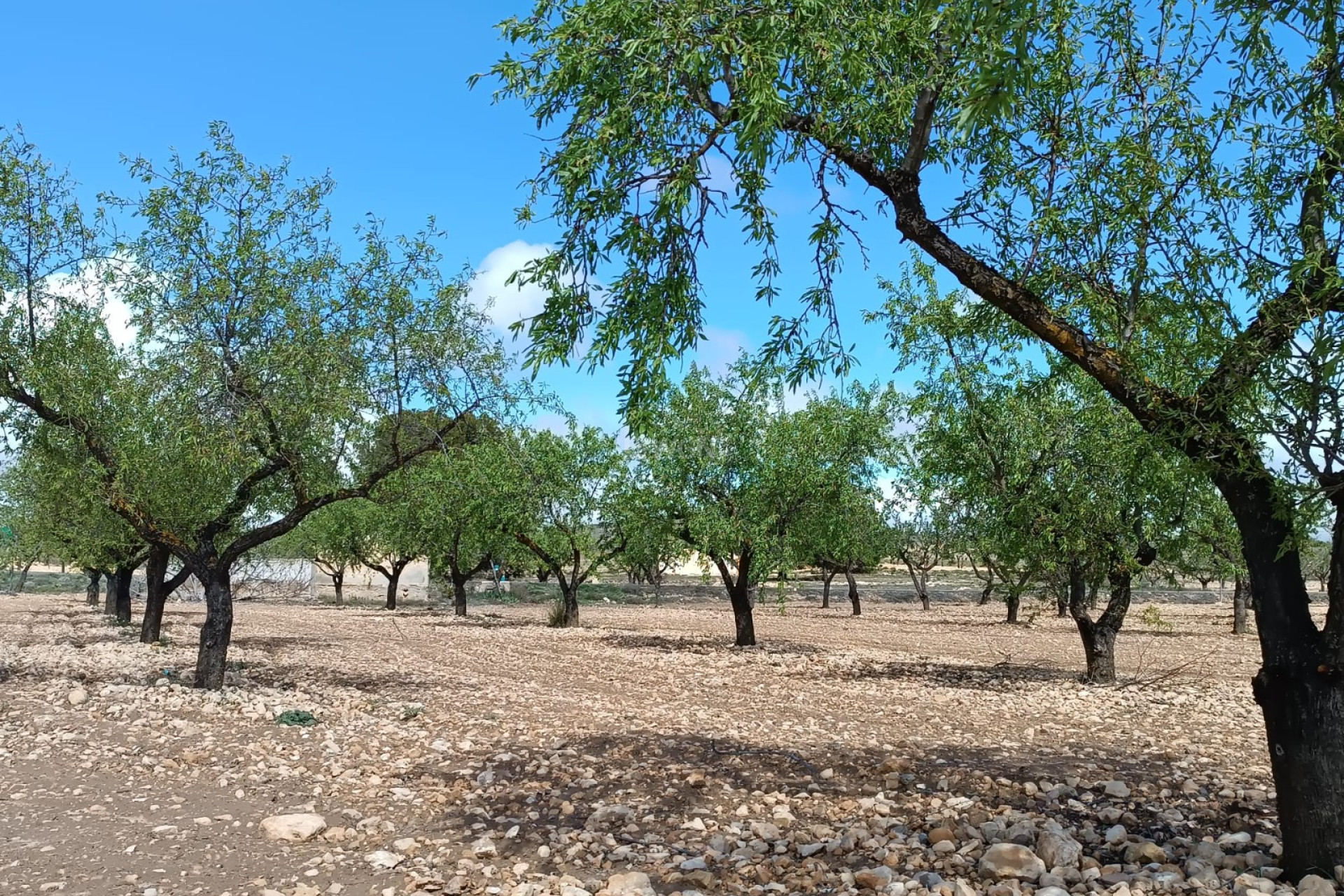 Resale - Plot / Land - Yecla - Inland