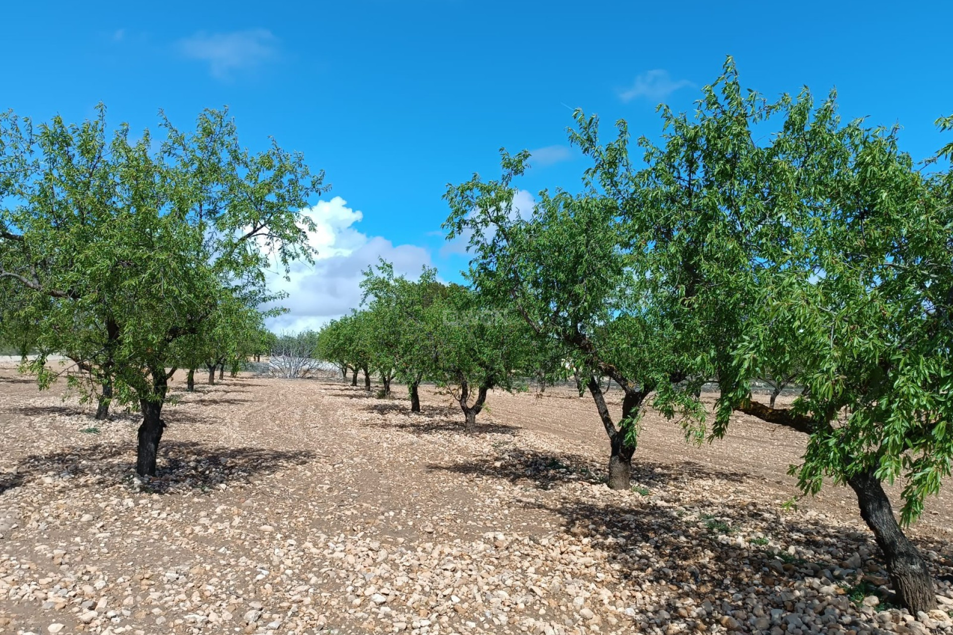 Resale - Plot / Land - Yecla - Inland