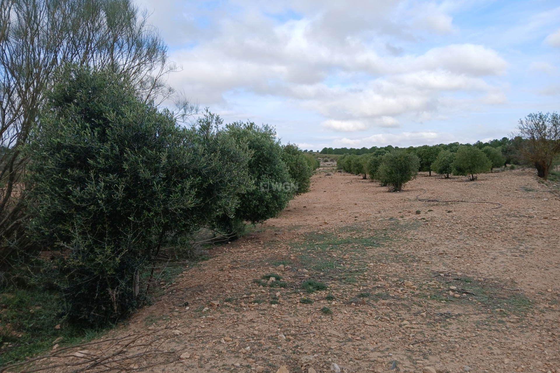 Resale - Plot / Land - Yecla - Inland