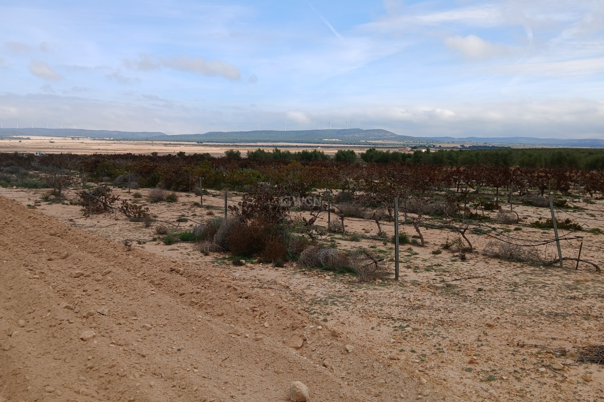 Resale - Plot / Land - Yecla - Inland