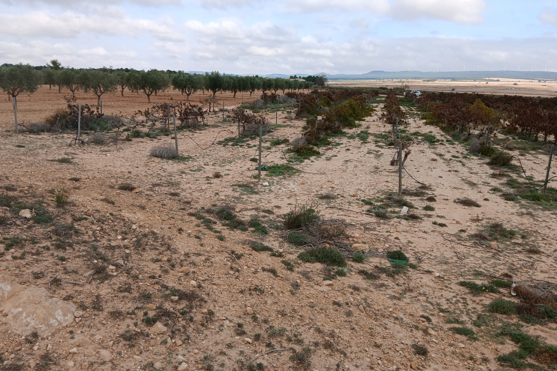 Resale - Plot / Land - Yecla - Inland