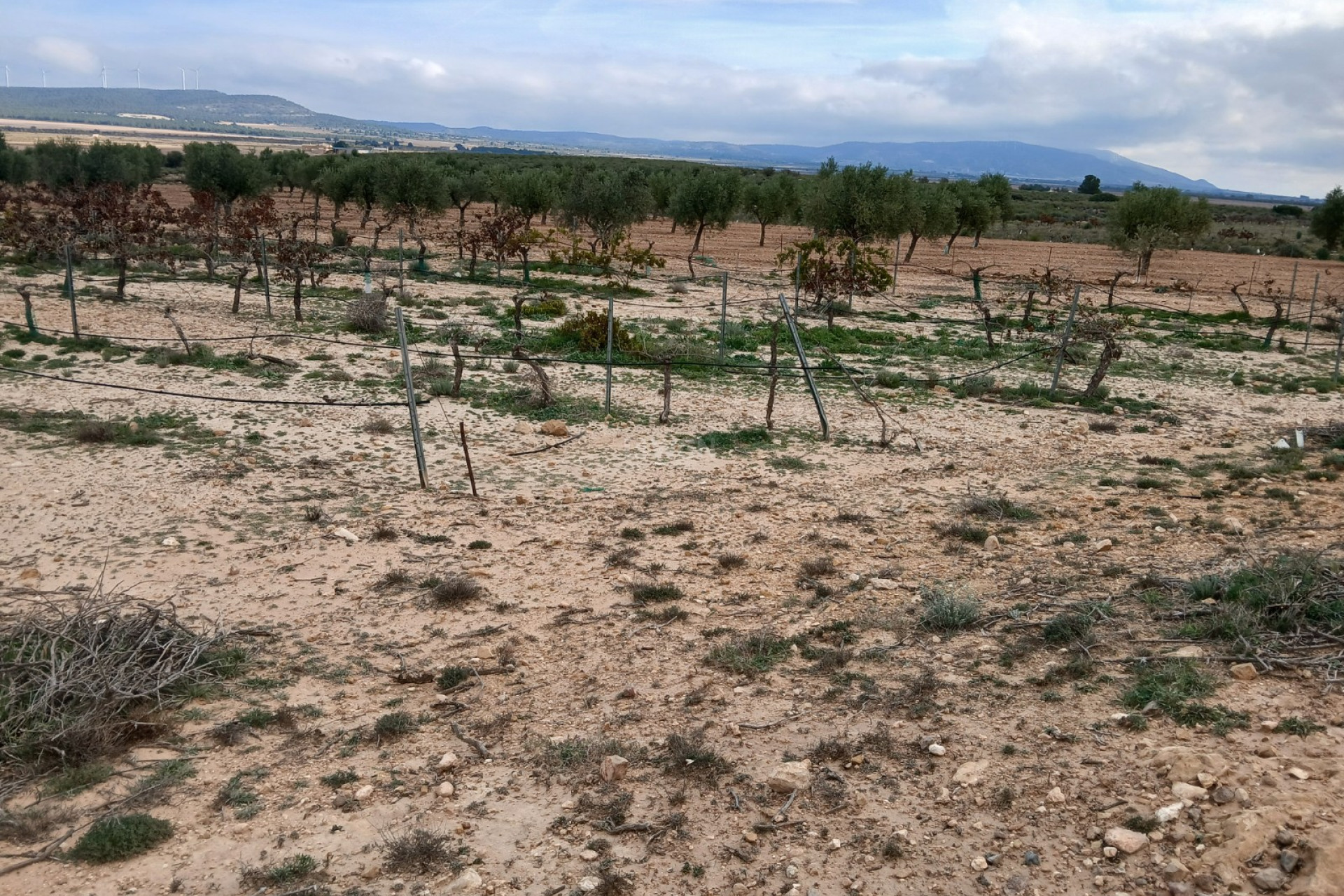 Resale - Plot / Land - Yecla - Inland