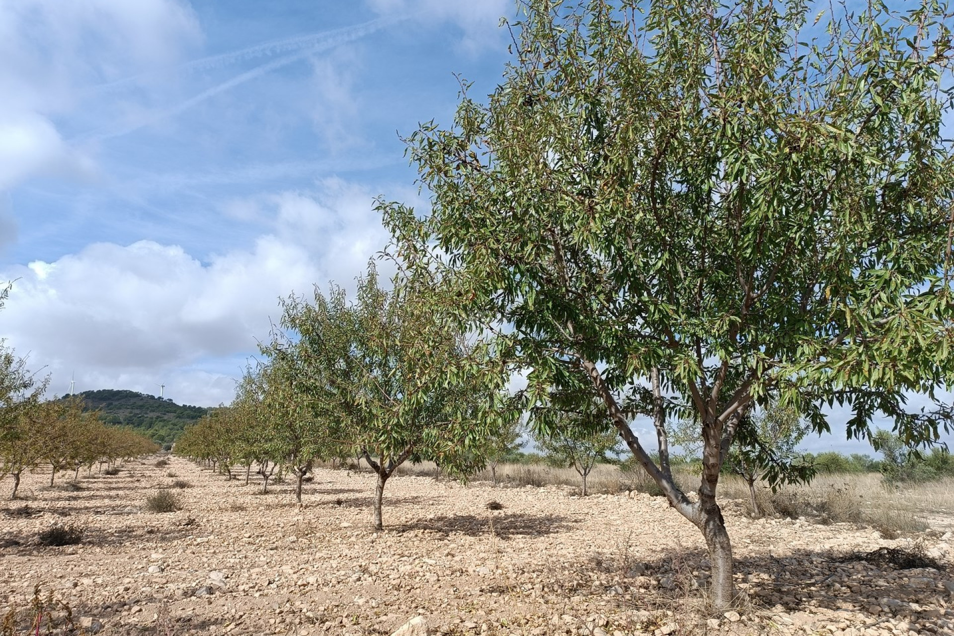 Resale - Plot / Land - Yecla - Inland