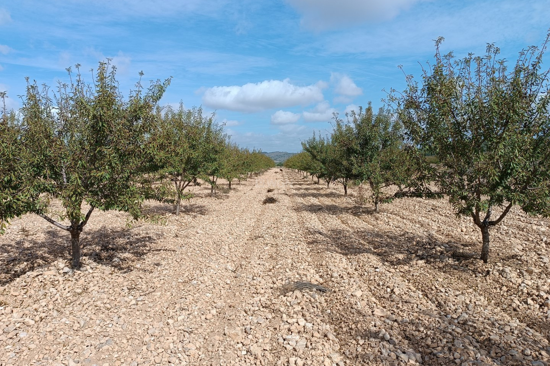 Resale - Plot / Land - Yecla - Inland