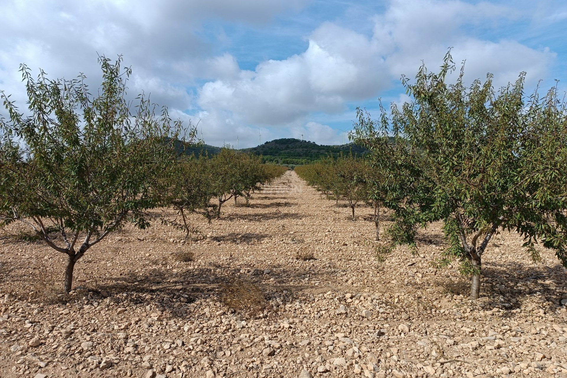 Resale - Plot / Land - Yecla - Inland