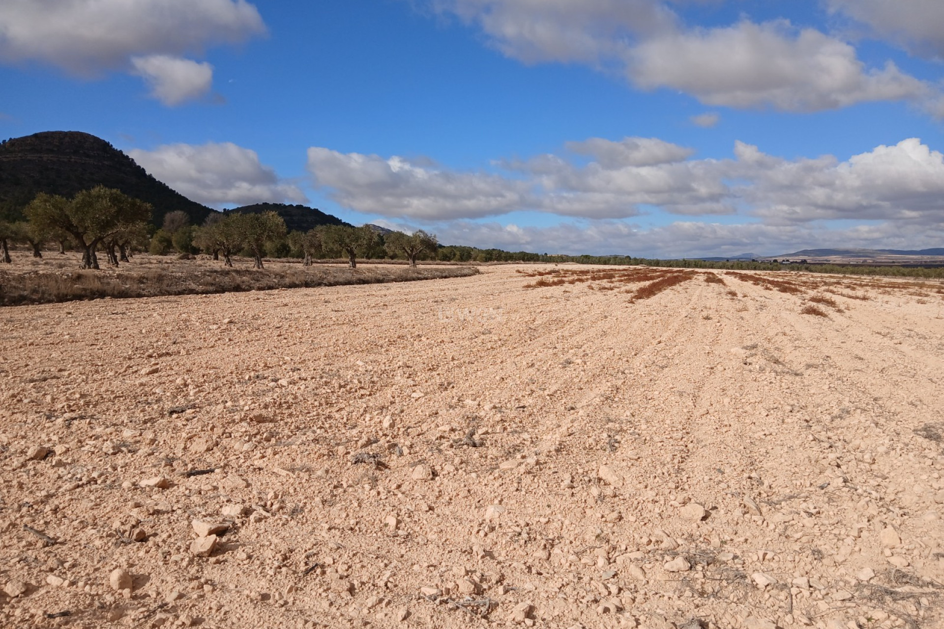 Resale - Plot / Land - Yecla - Inland