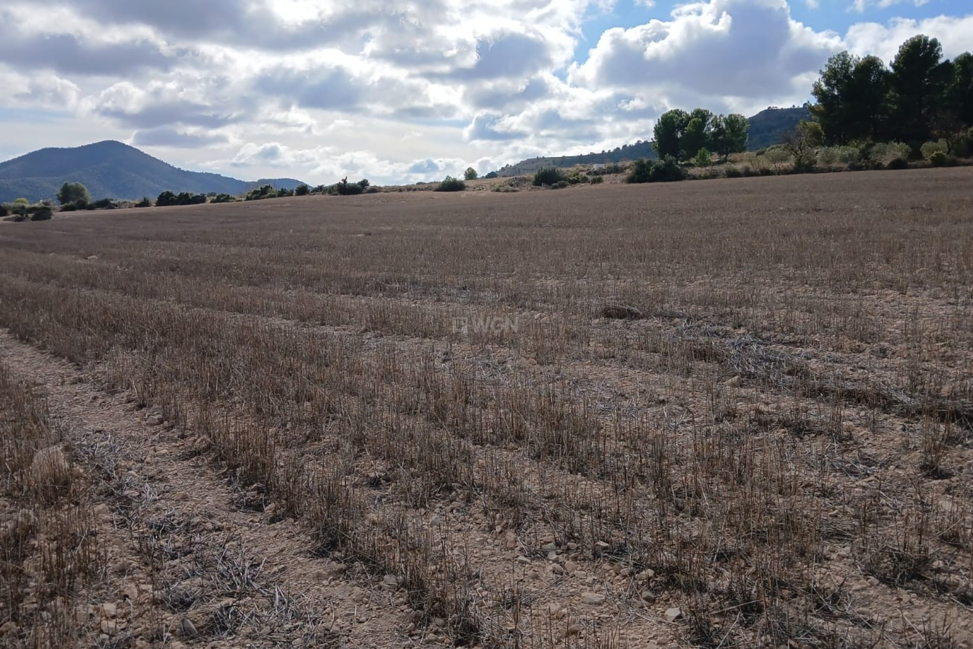 Resale - Plot / Land - Yecla - Inland