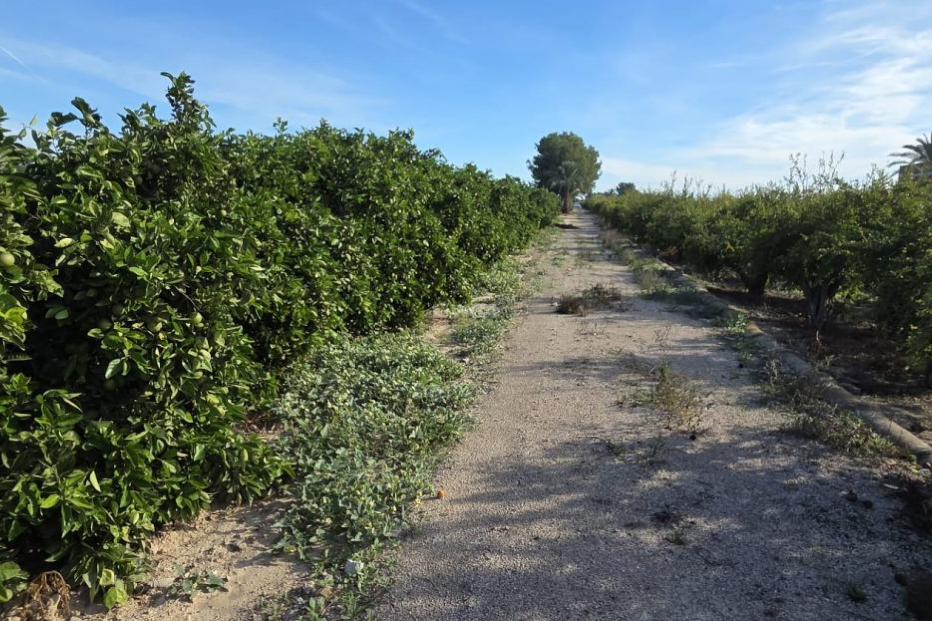 Resale - Villa - Albatera - Inland