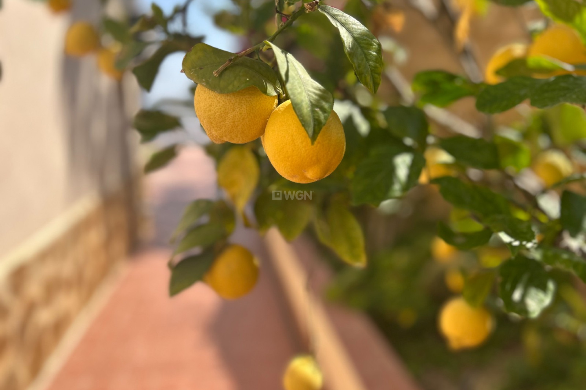 Resale - Villa - Algorfa - Inland