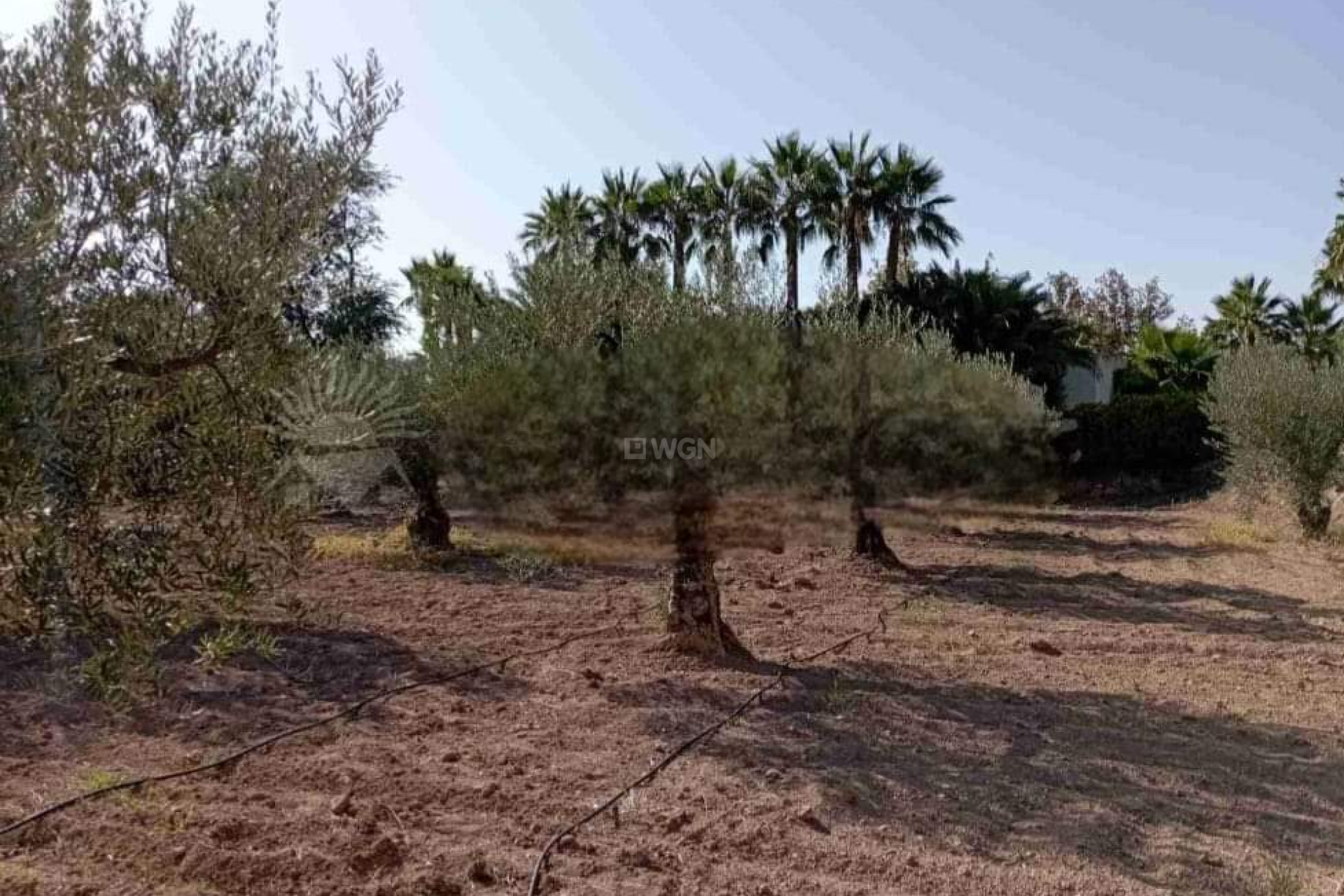 Resale - Villa - Jumilla - Inland