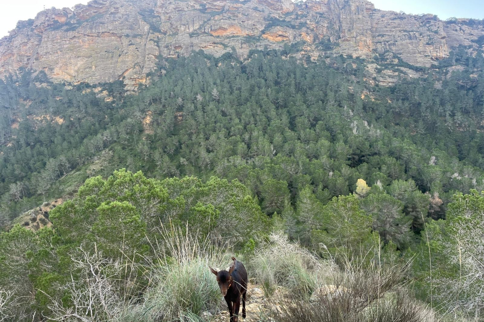 Resale - Villa - Murcia - Inland