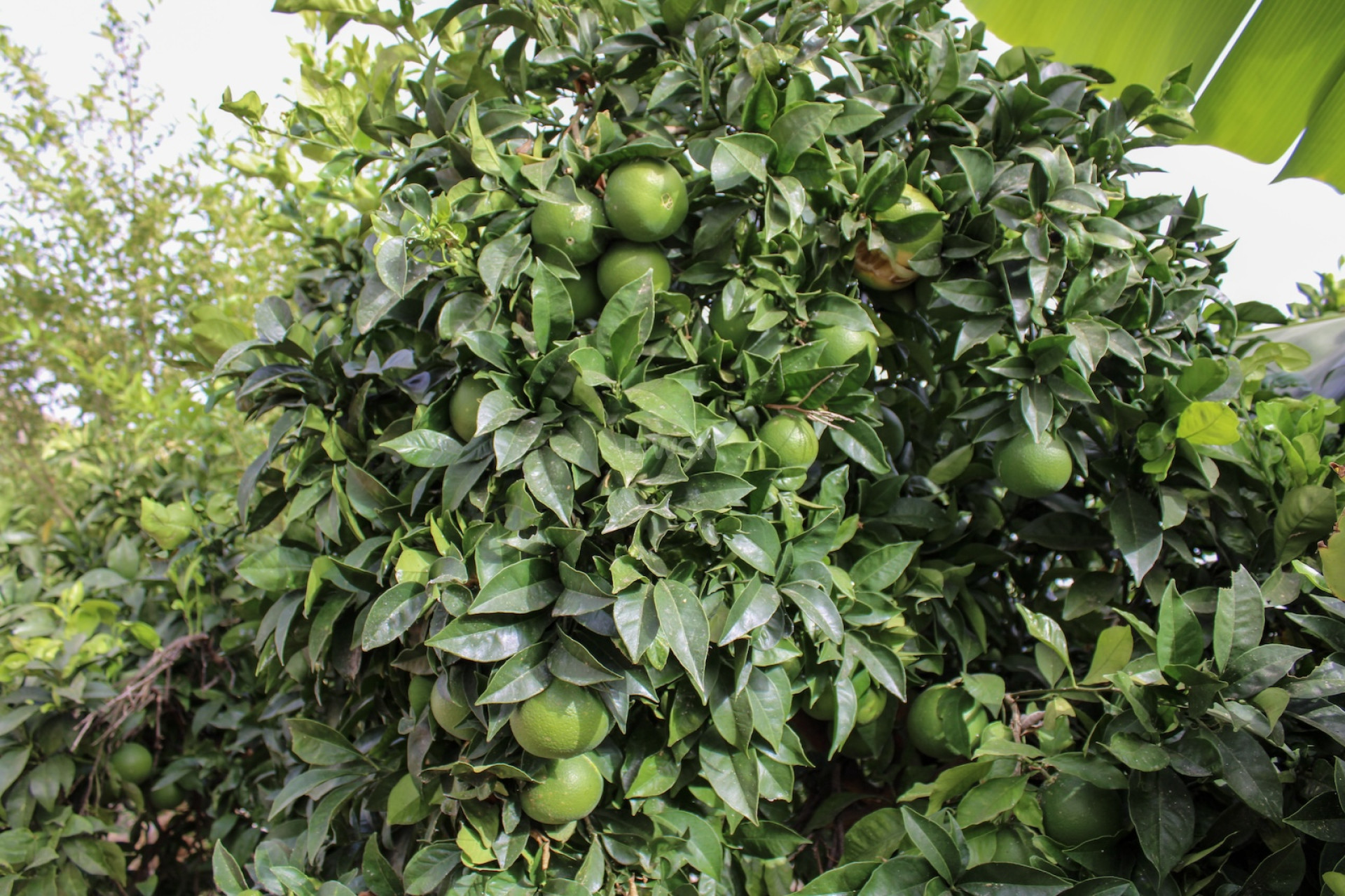 Resale - Villa - Nerja - Costa del Sol