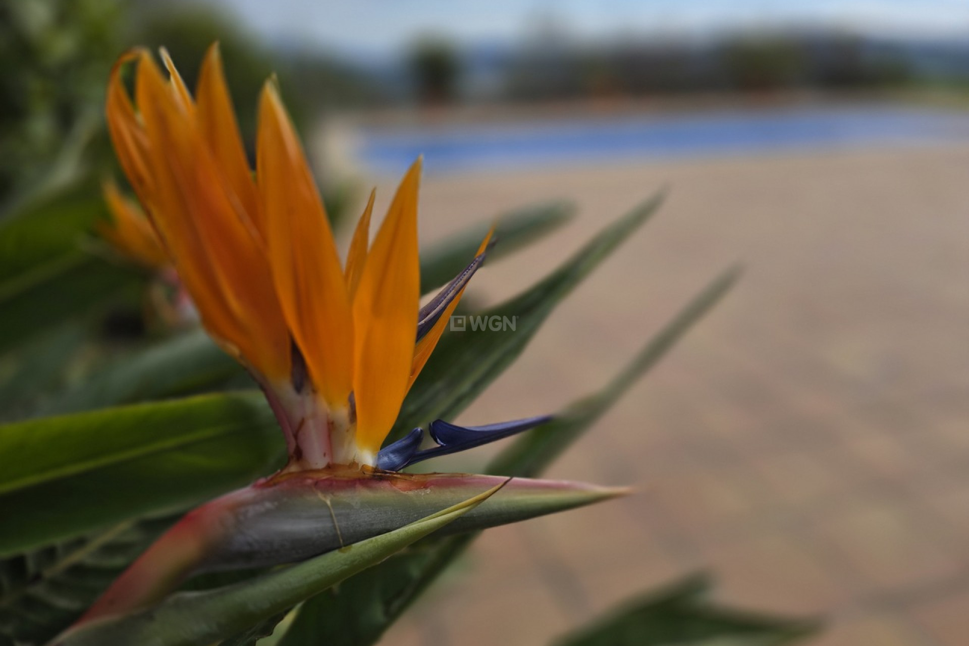 Resale - Villa - Periana - Inland