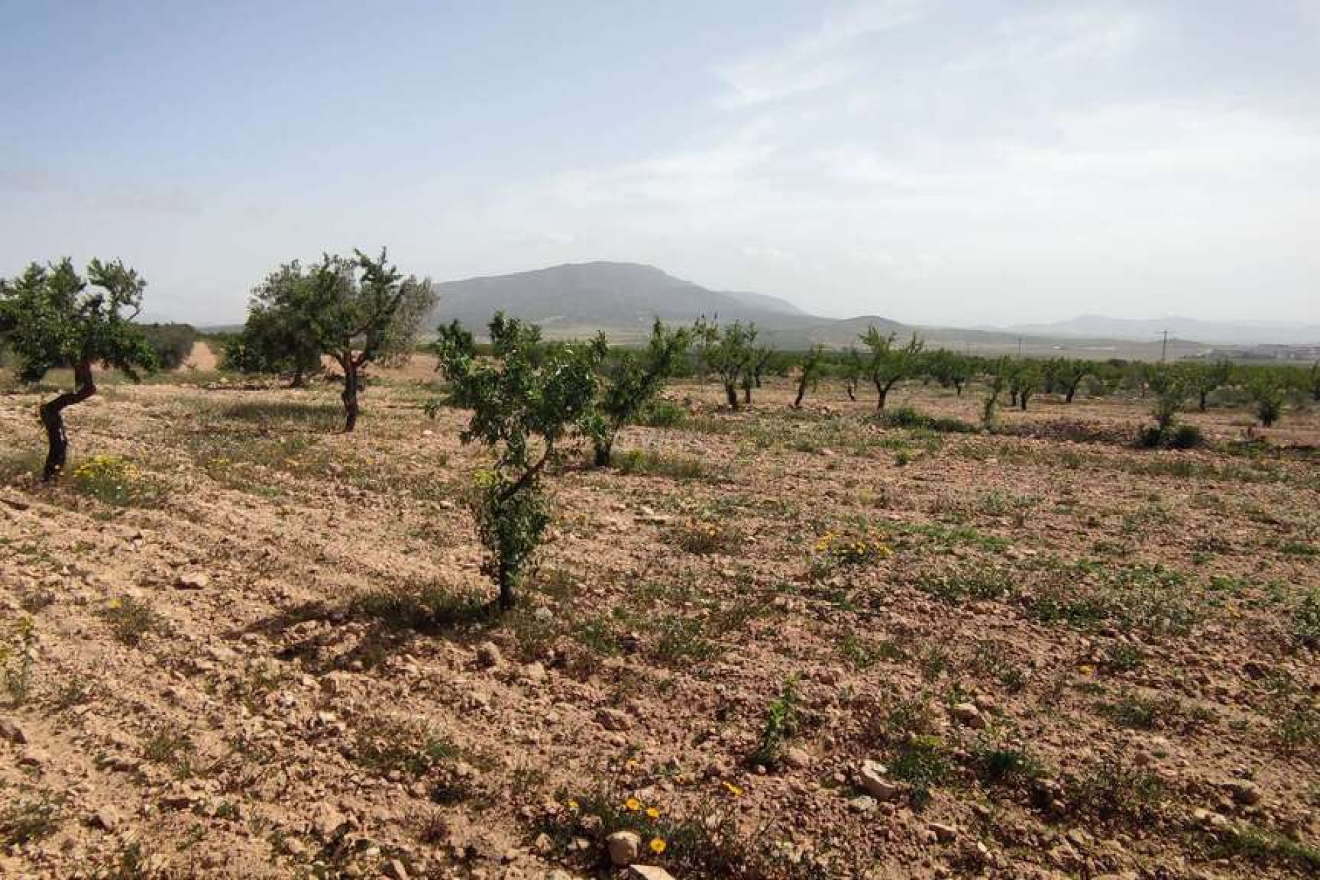 Resale - Villa - Pinoso - Inland