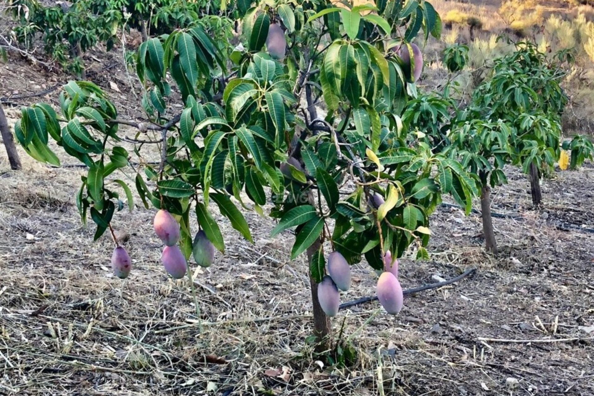 Resale - Villa - Vélez-Málaga - Costa del Sol