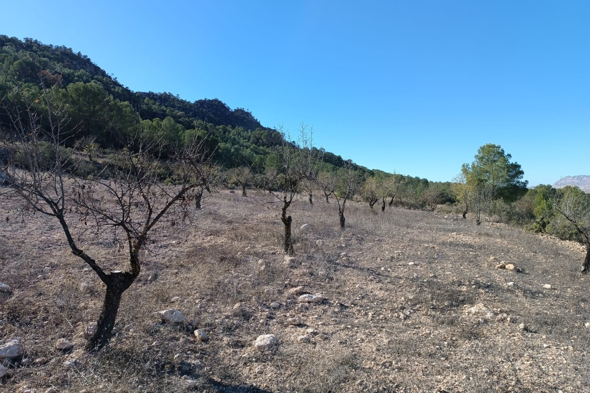 Resale - Villa - Yecla - Inland