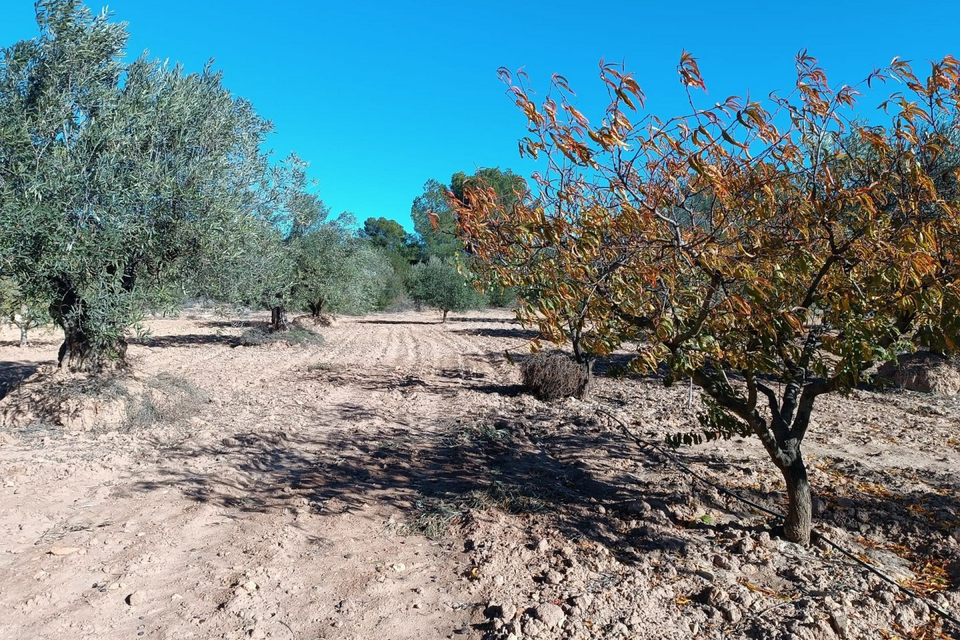 Resale - Villa - Yecla - Inland