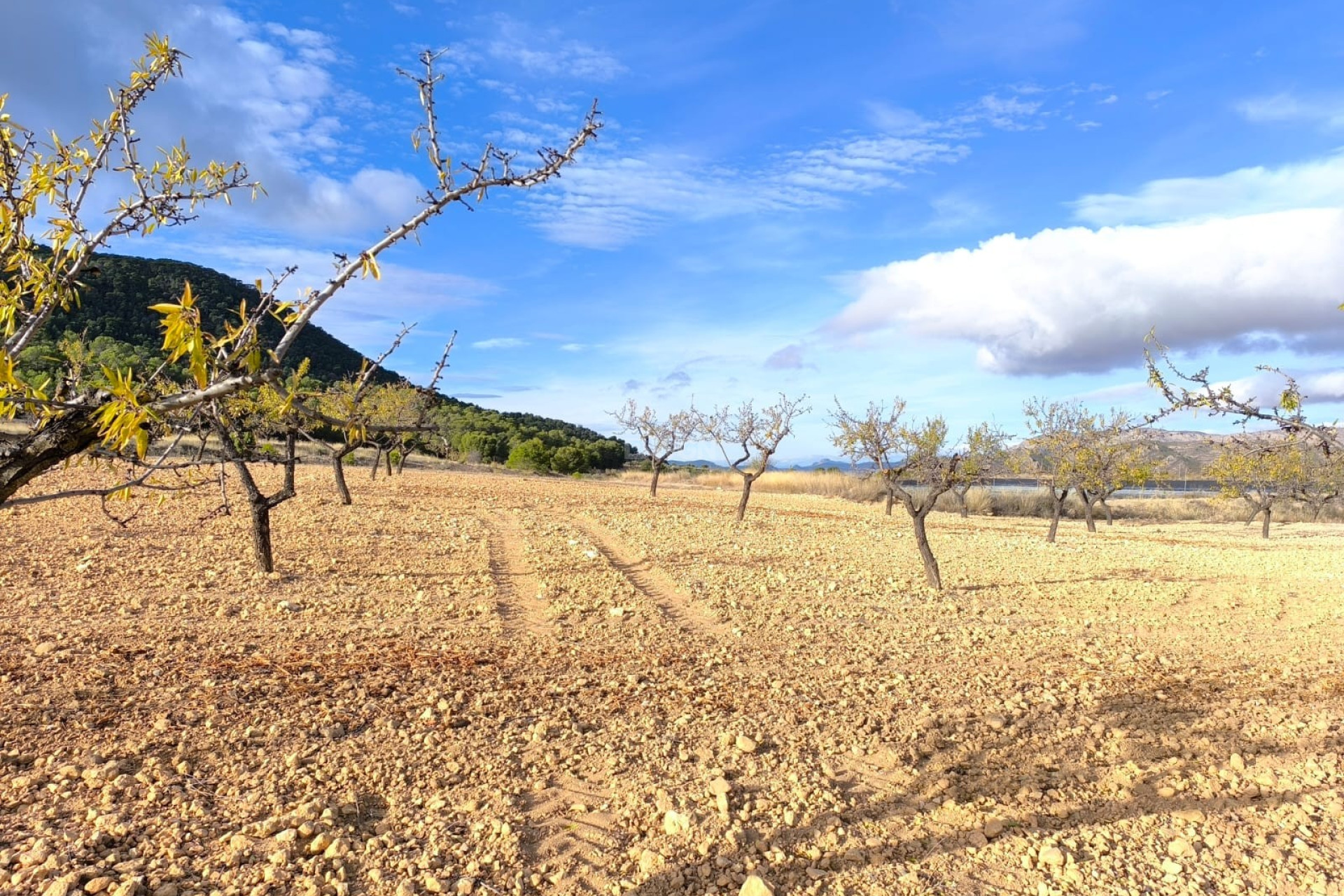 Resale - Villa - Yecla - Inland