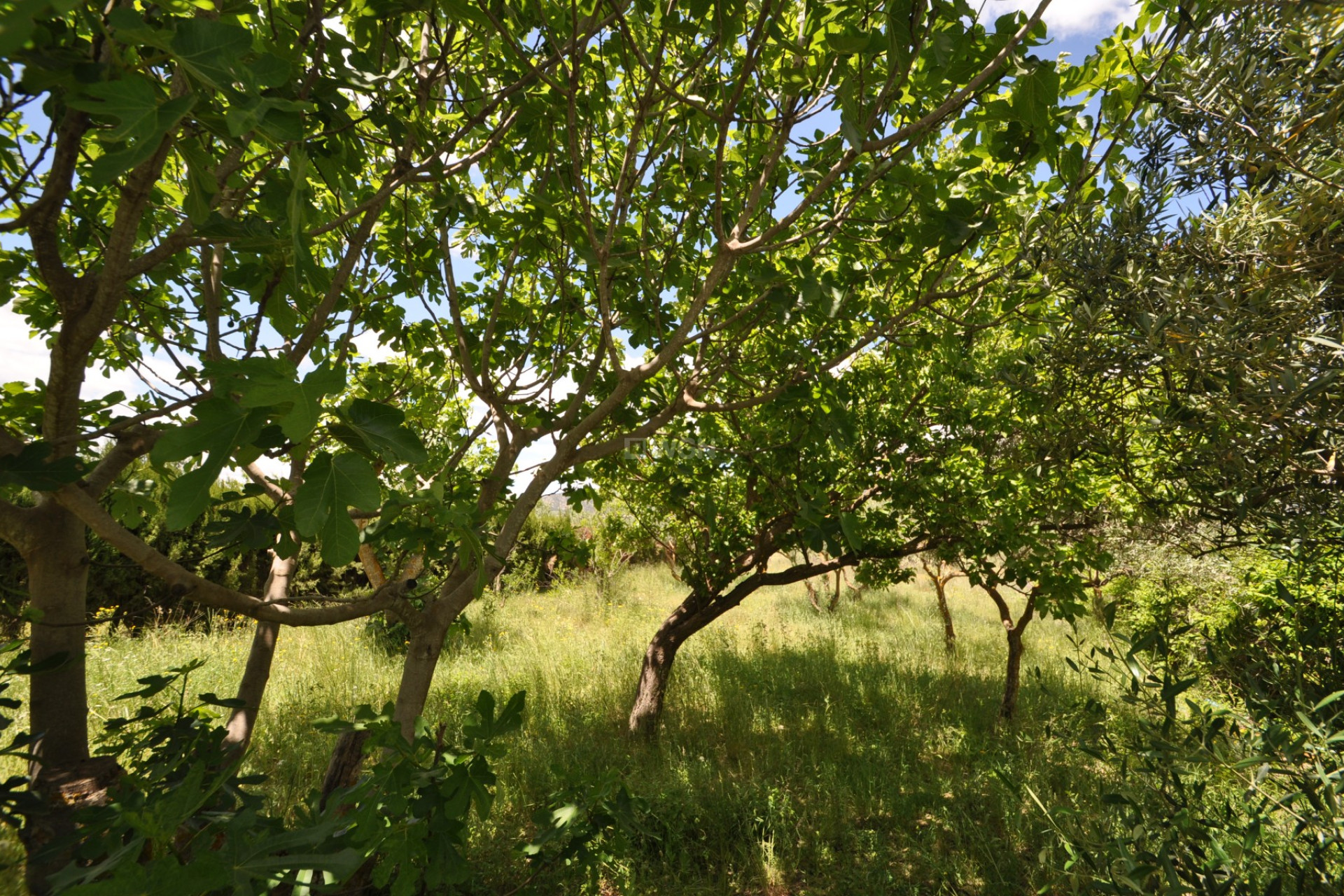 Reventa - Adosado - Pinoso - Inland