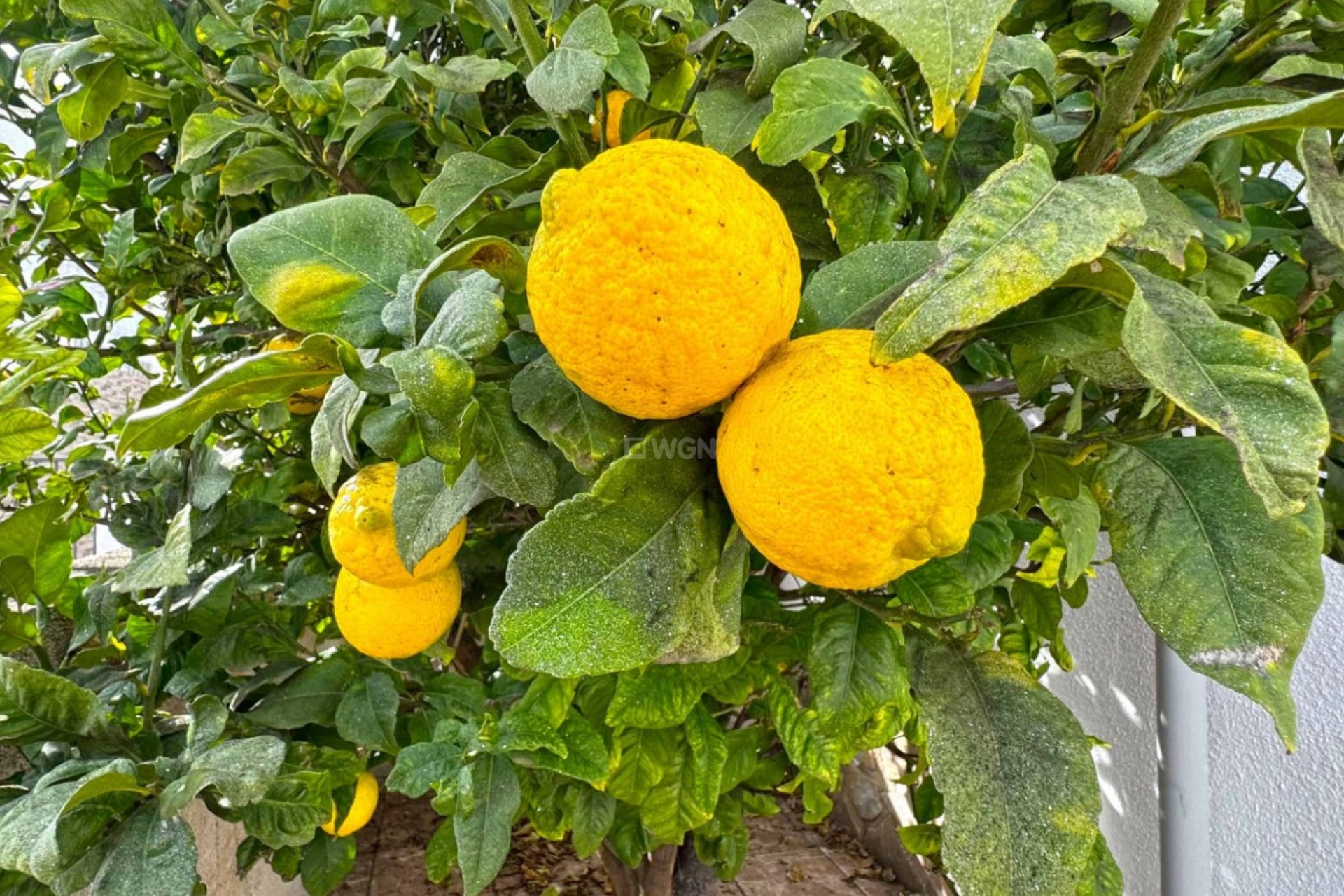 Reventa - Adosado - San Miguel de Salinas - Inland