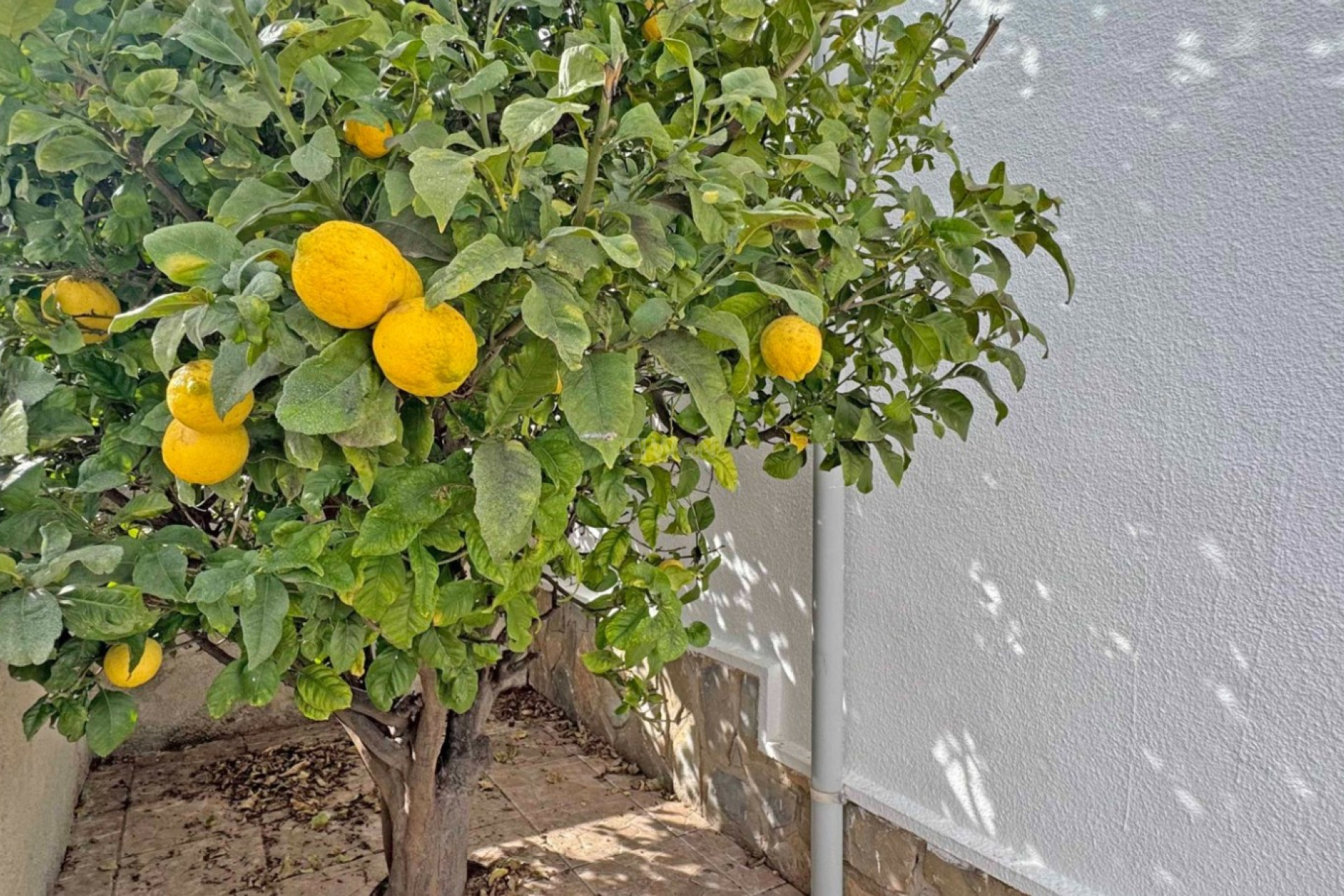 Reventa - Adosado - San Miguel de Salinas - Inland